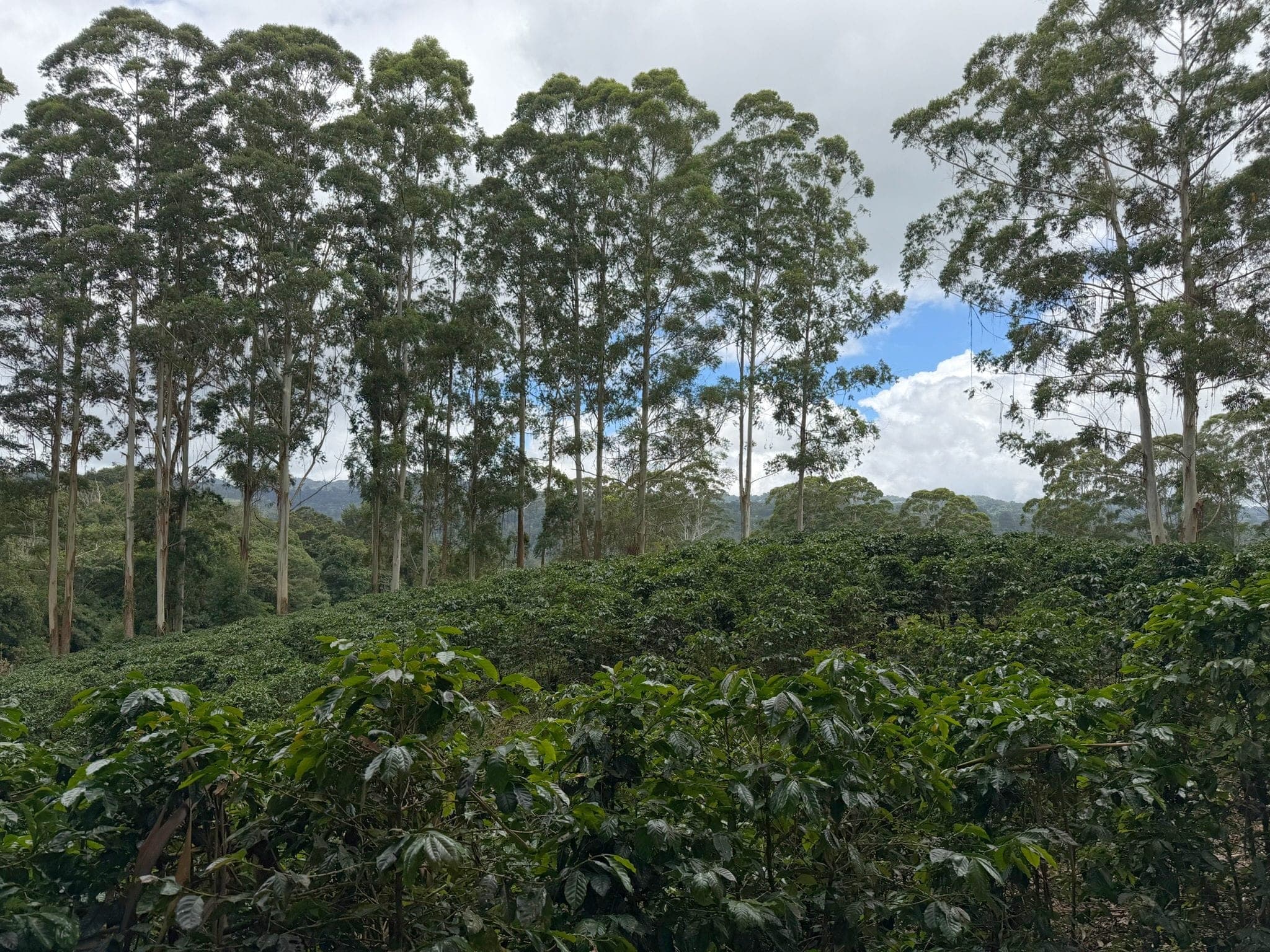 Rows of coffee plants below a stand of tall eucalyptus, with hills and cloud behind