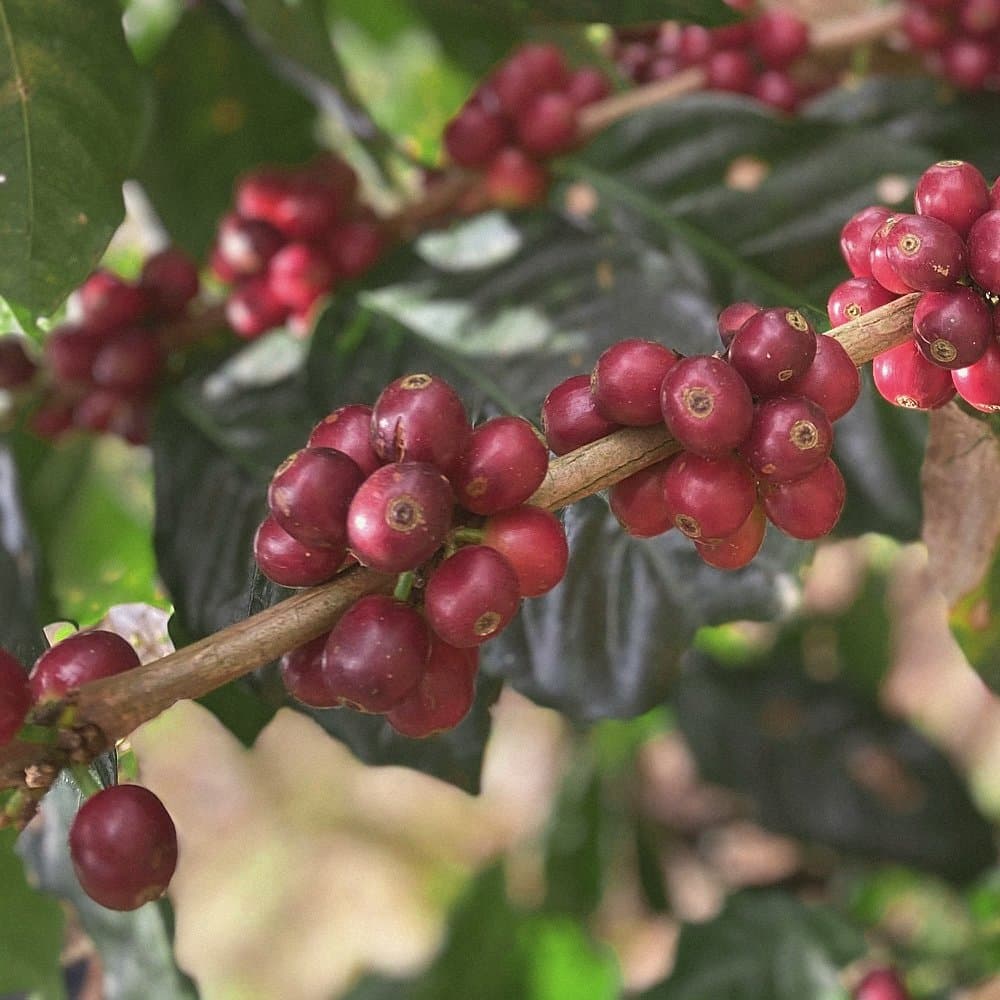 Detail of ripe coffee cherries on the branch