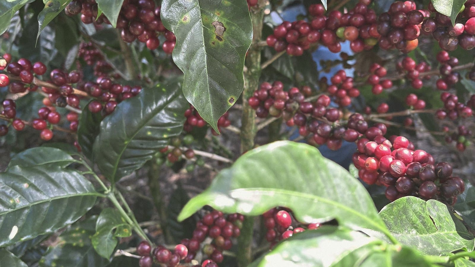 Ripe red coffee cherries among dark foliage