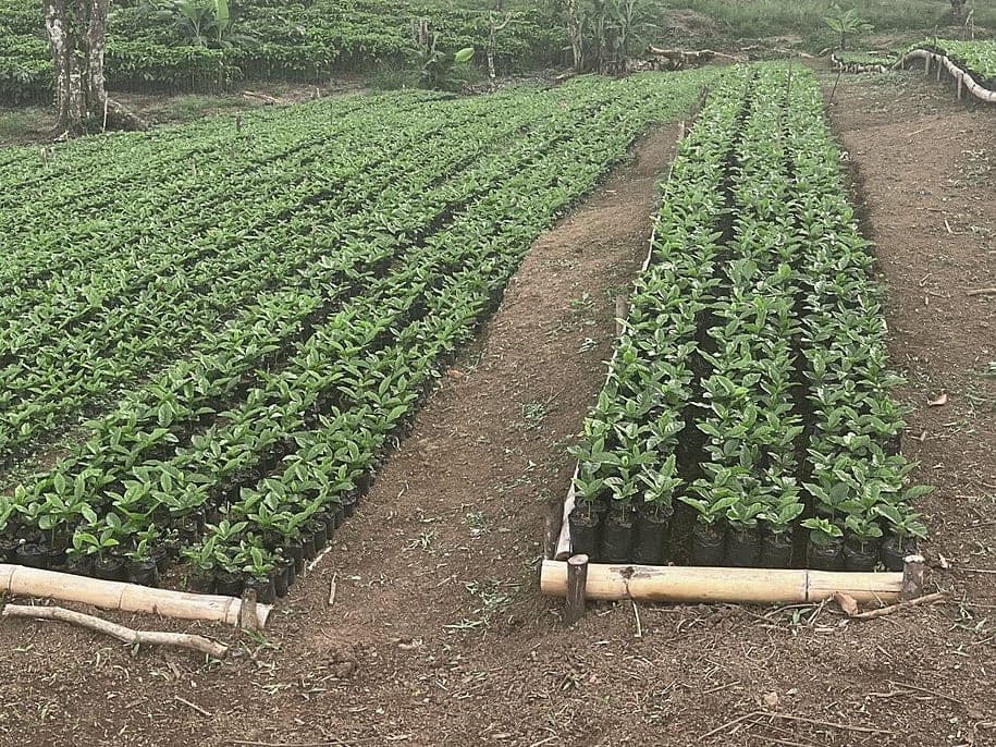 Rows of young coffee plants with a bamboo edge and a dirt path between beds