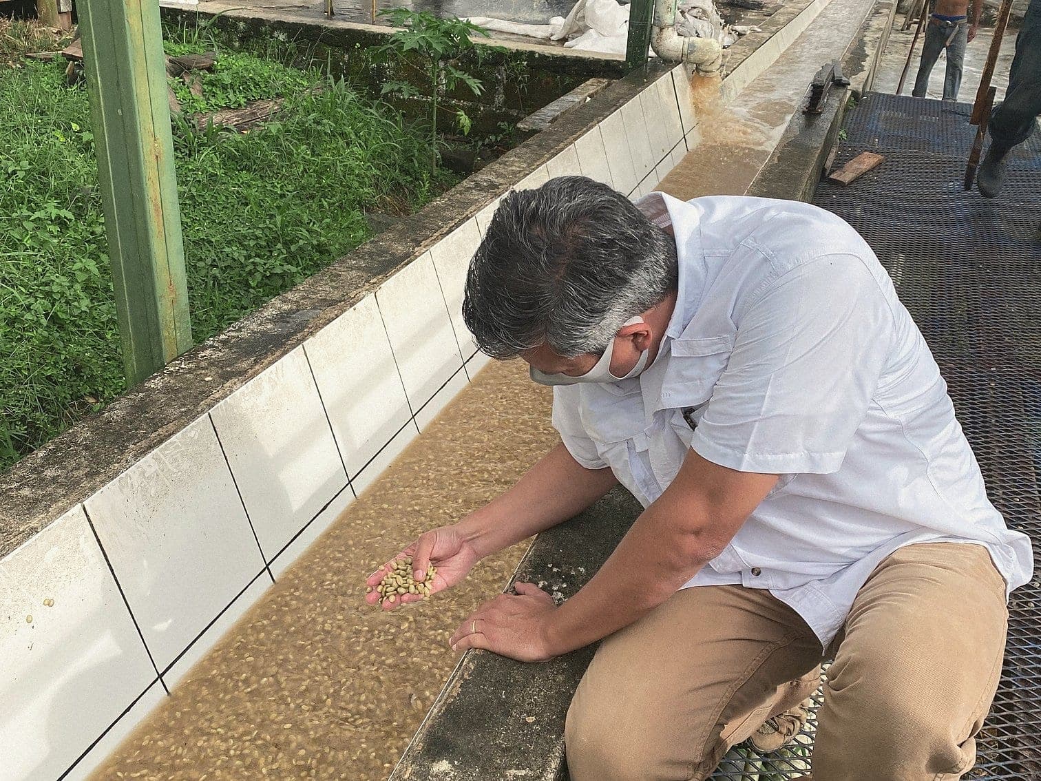 A person crouching beside a drying channel, spreading parchment coffee by hand