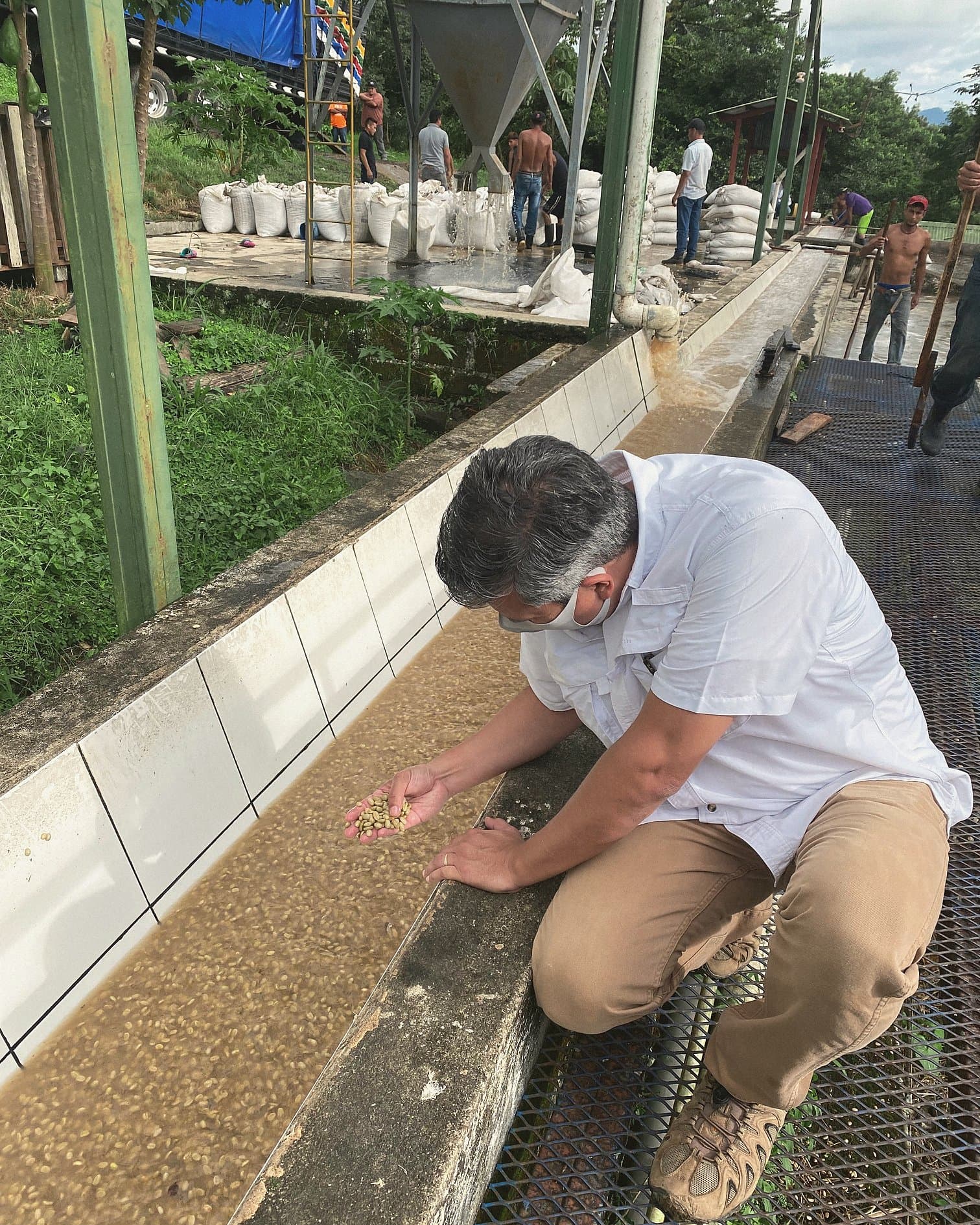 Inspecting drying parchment coffee in a channel at the beneficio, Matagalpa