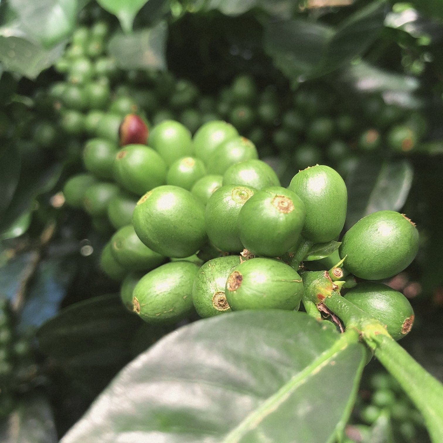 A cluster of green coffee cherries on the branch