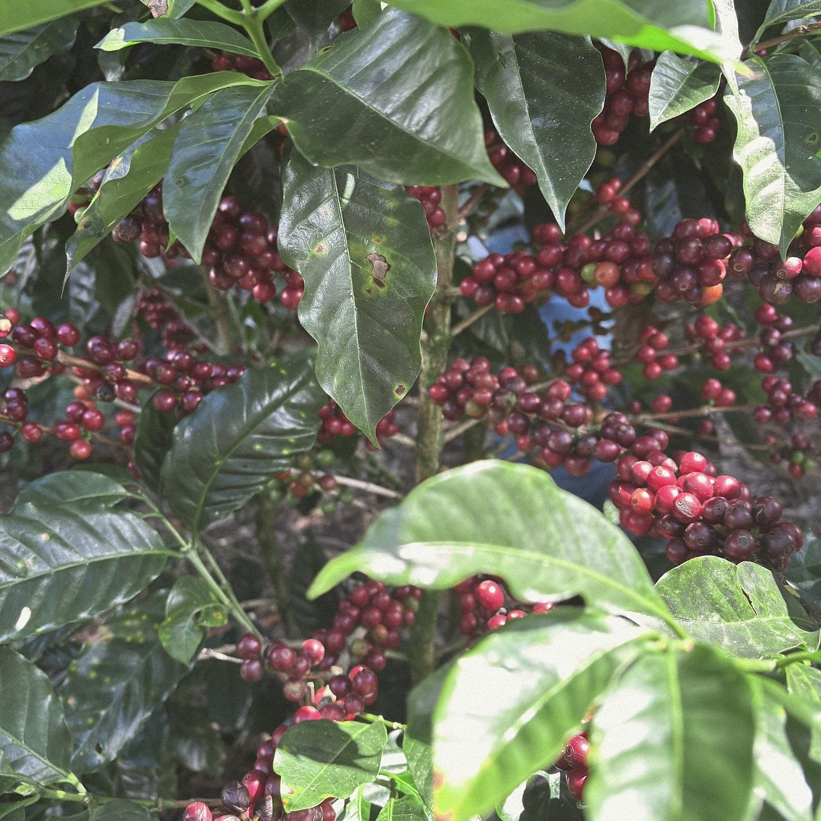 Ripe red coffee cherries on the branch among dark leaves