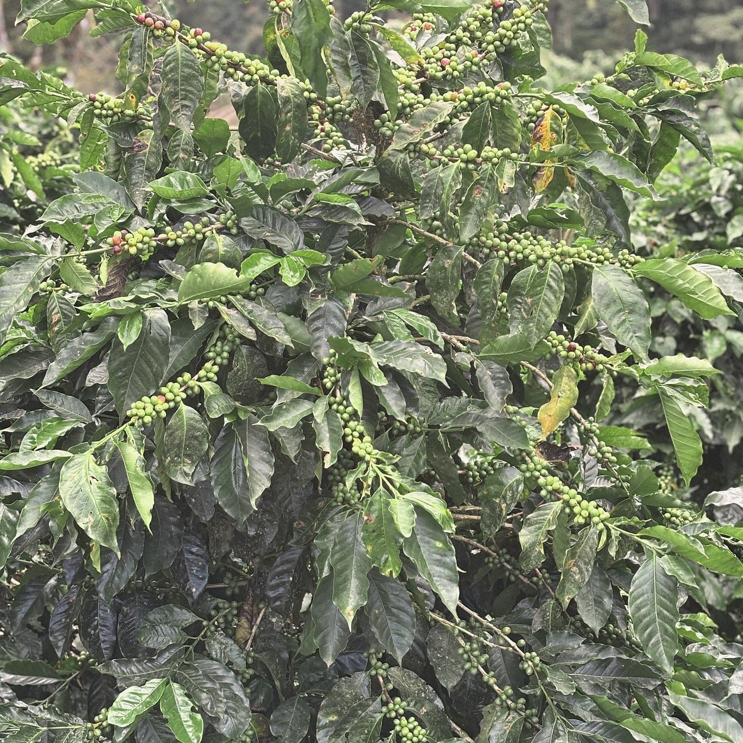 A coffee plant carrying green cherries along several branches