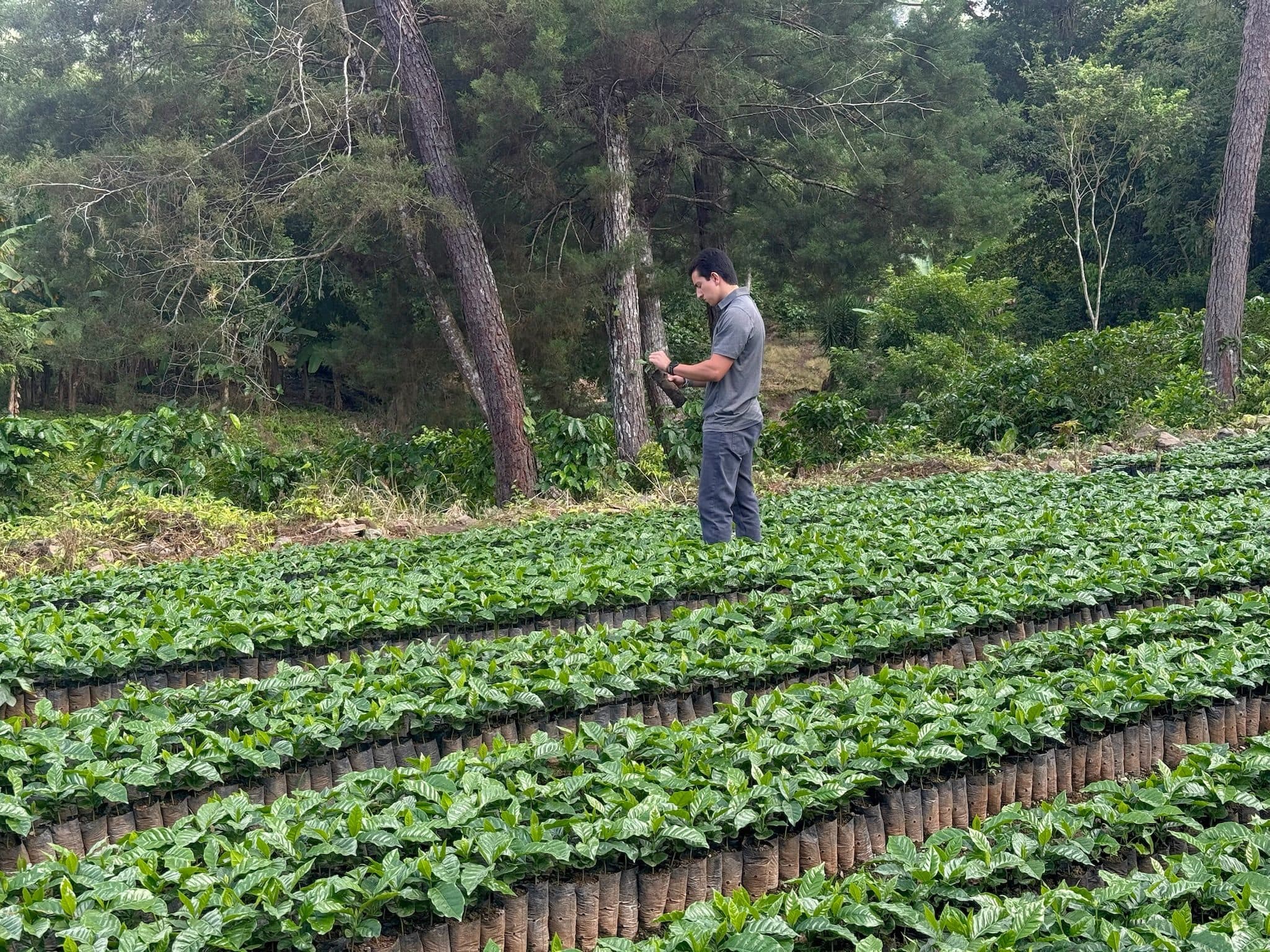 A person standing among terraced rows of young coffee plants at the edge of a tree line