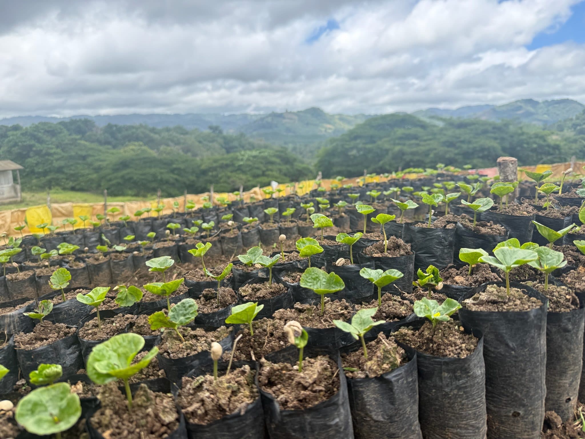 Close view of bagged coffee seedlings in a nursery, with forested hills and cloud beyond