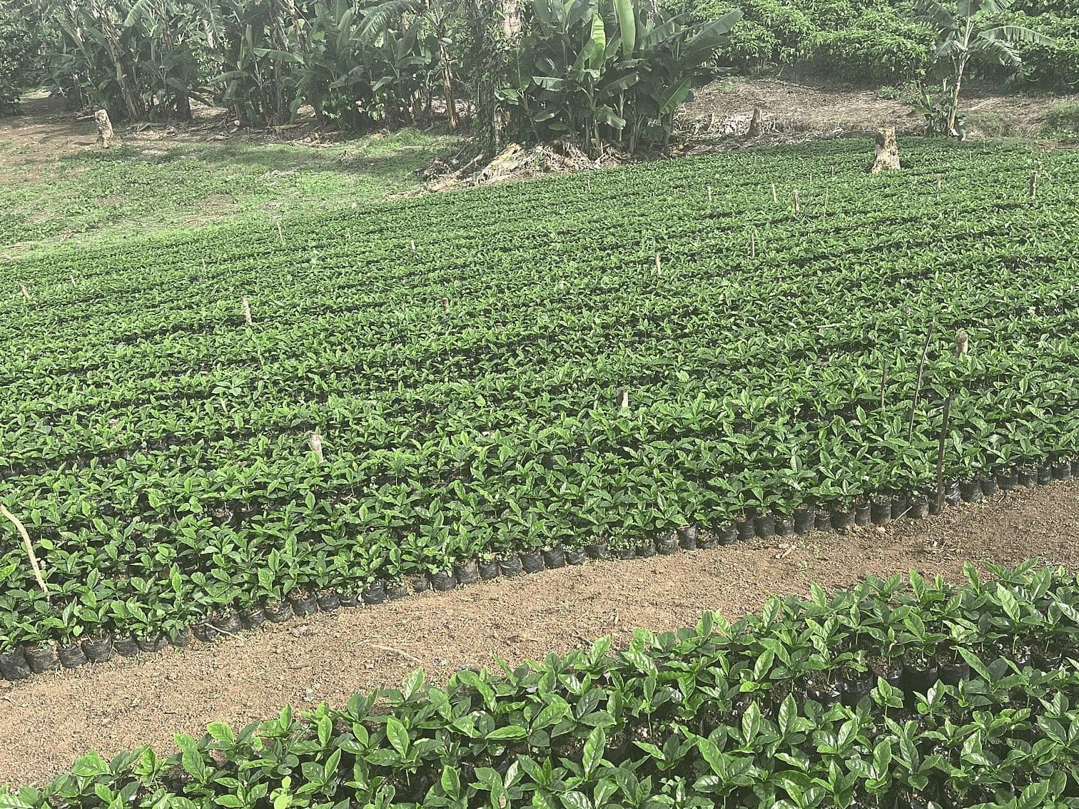 Rows of young coffee plants in a nursery bed, seen from above