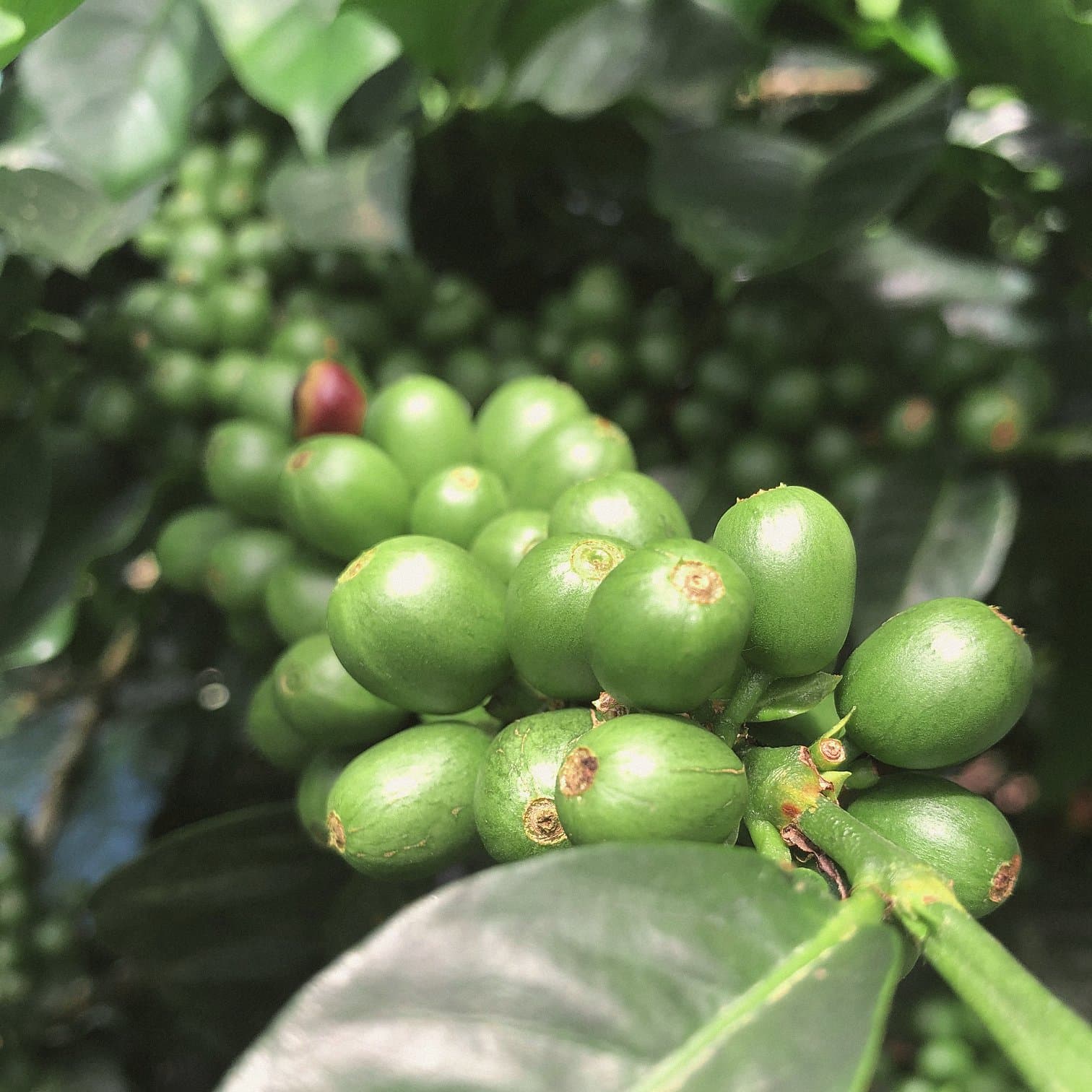 Cluster of green coffee cherries on the branch, Matagalpa