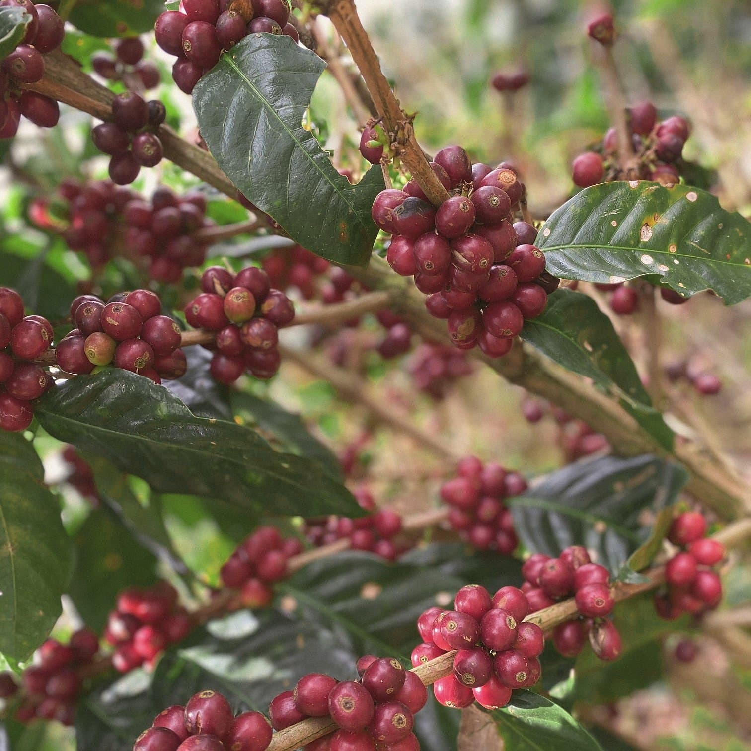 Backlit clusters of ripe red coffee cherries, Matagalpa
