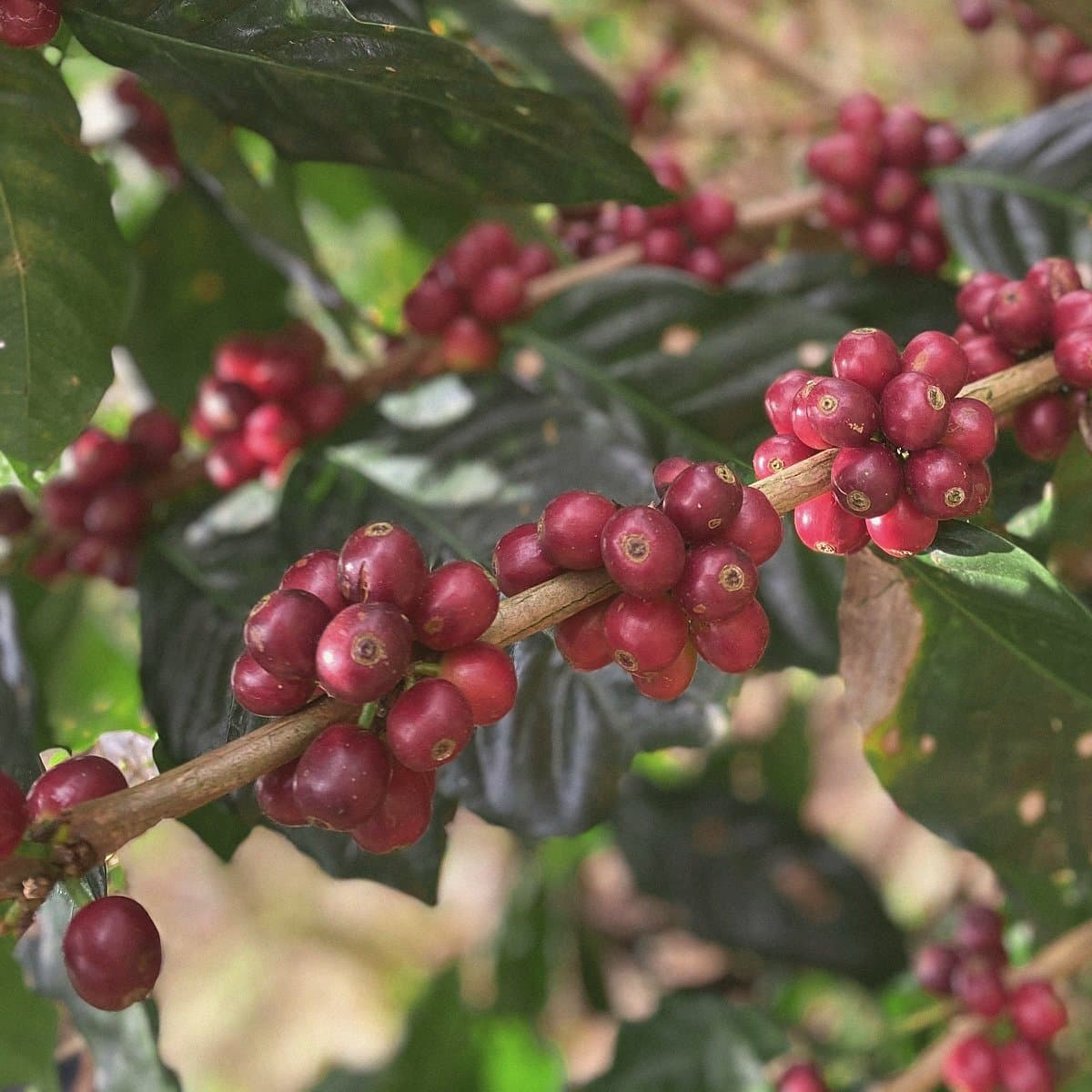 Coffee cherries in mixed stages of ripening along a branch, Matagalpa