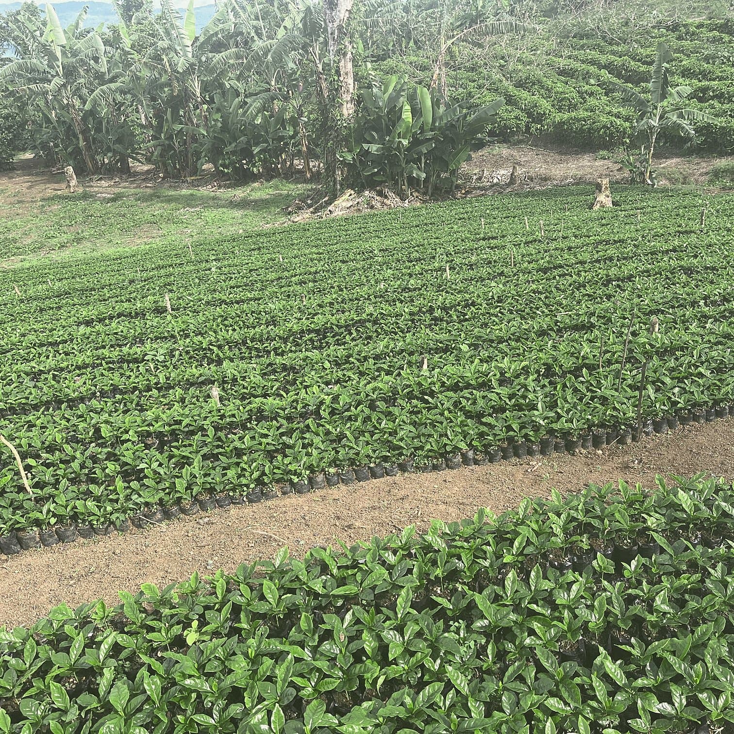 Rows of bagged coffee seedlings in the nursery on a coffee farm in Matagalpa, Nicaragua