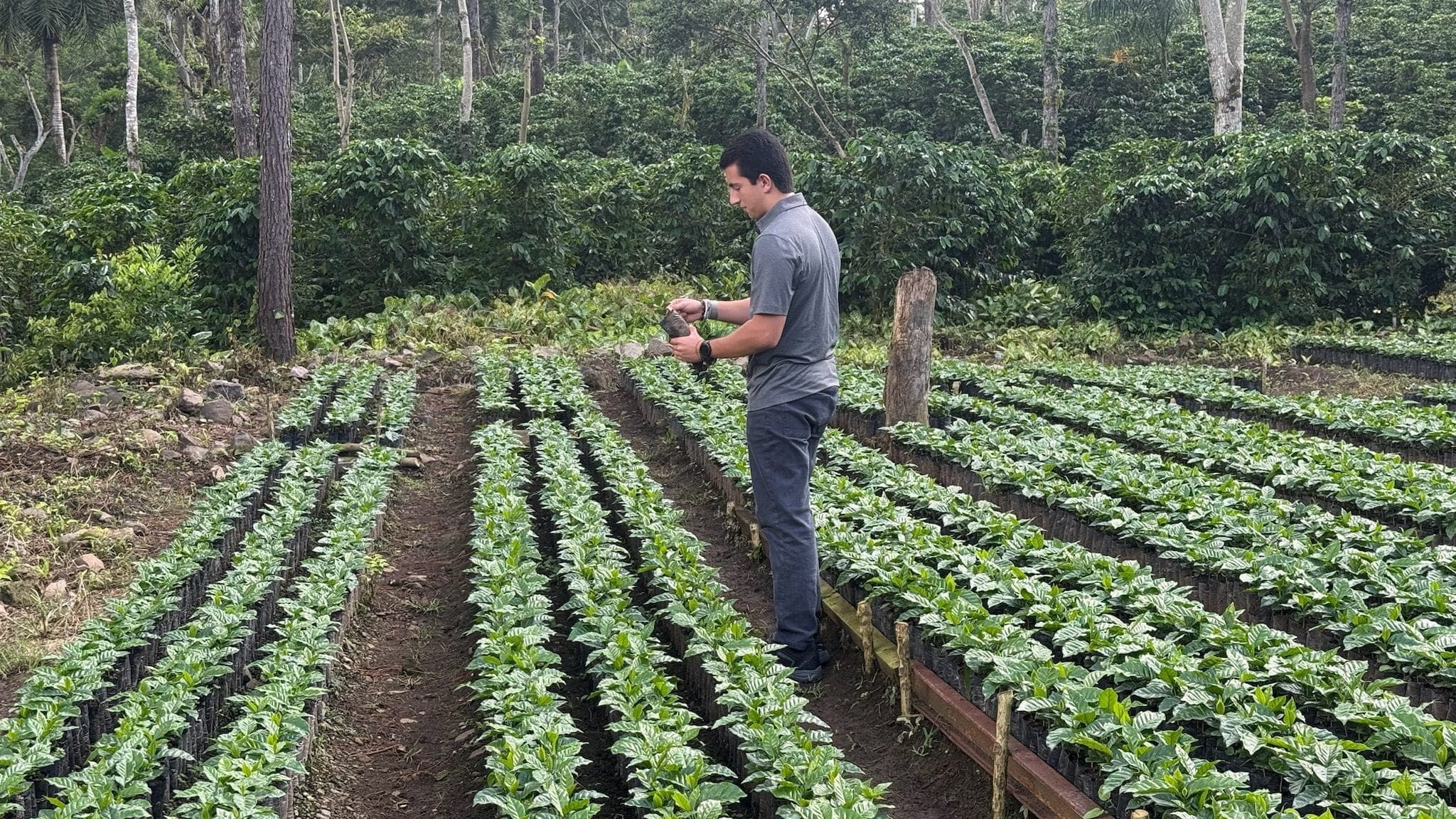 A person in a nursery checking a seedling among long rows of bagged coffee plants